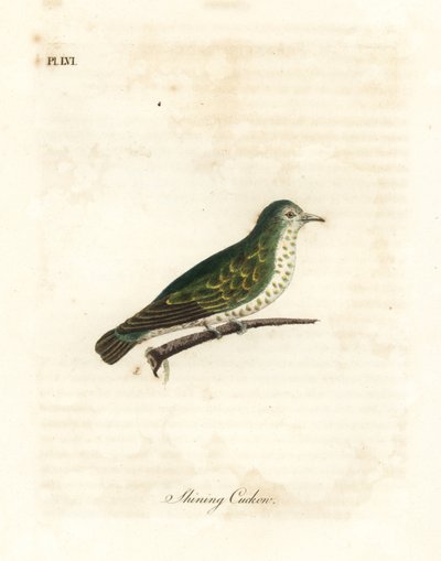Cuco de bronce brillante, Chrysococcyx lucidus. Grabado a mano coloreado por John Latham de su propia A General History of Birds, Winchester de John Latham