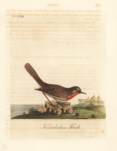 Ruiseñor siberiano, Luscinia calliope (Zorzal de Kamchatka, Turdus calliope). Grabado en cobre coloreado a mano dibujado y grabado por John Latham de su propia Historia General de las Aves, Winchester de John Latham