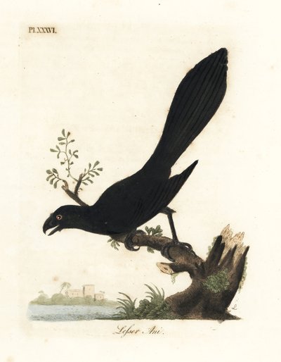 Ani pico liso o ani menor, Crotophaga ani. Grabado en cobre coloreado a mano dibujado y grabado por John Latham de su propia A General History of Birds, Winchester de John Latham
