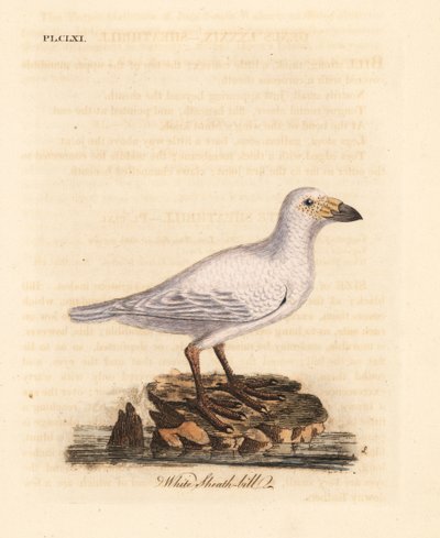 Pato de nieve, Chionis albus. Grabado a mano en cobre por John Latham de su propia A General History of Birds, Winchester de John Latham