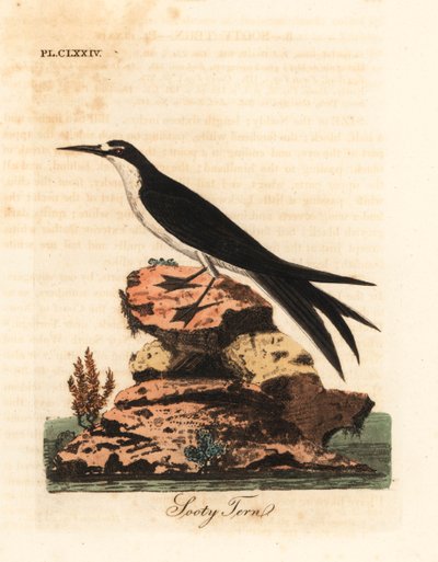 Charrán oscuro, Onychoprion fuscatus (Sterna fuliginosa). Grabado en cobre coloreado a mano dibujado y grabado por John Latham de su propia Historia General de las Aves, Winchester de John Latham
