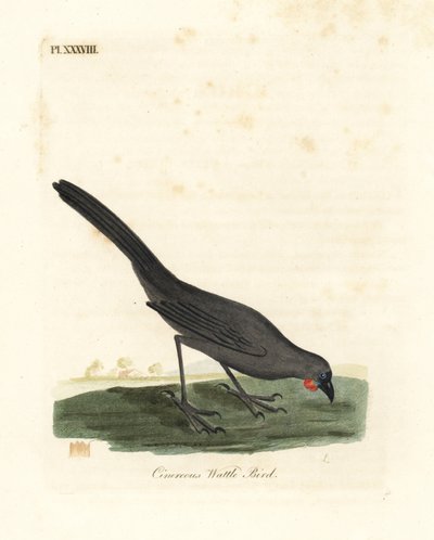Kokako de la Isla Sur, Nueva Zelanda, Callaeas cinerea cinerea, declarado extinto en 2007 (Ave de barbas cenicientas, Calloeas cinerea). Grabado en cobre coloreado a mano dibujado y grabado por John Latham de su propia Historia General de las Aves, Winches de John Latham