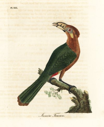 Tucancillo de pico manchado, Selenidera maculirostris, hembra. Tucán de Janeiro. De A General History of Birds, Winchester de John Latham