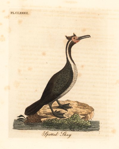 Cormorán moteado o parekareka, Phalacrocorax punctatus (Pelecanus punctatus). Grabado en cobre coloreado a mano dibujado y grabado por John Latham de su propia Historia General de las Aves, Winchester de John Latham