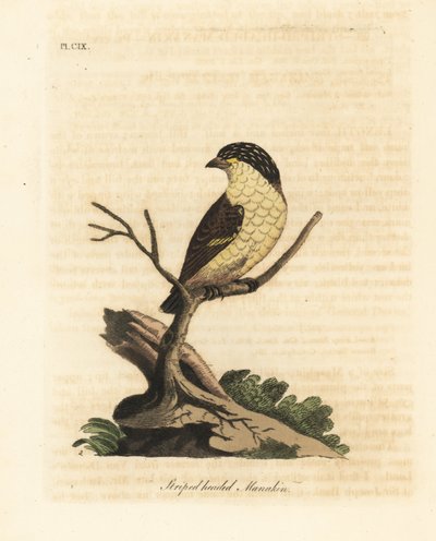 Pardalote estriado, Pardalotus striatus (Saltarín de cabeza rayada, Pipra striata). De A General History of Birds, Winchester de John Latham