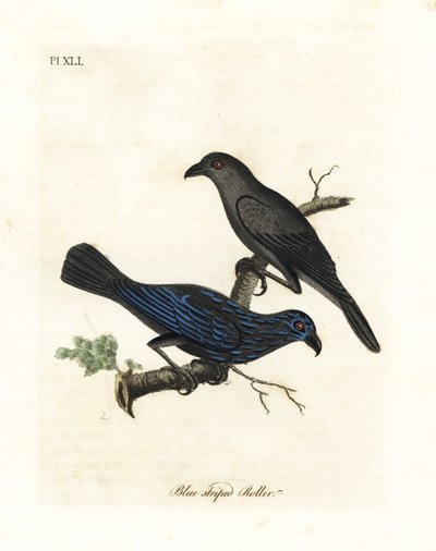 Estornino estriado, Aplonis striata. Grabado a mano coloreado por John Latham de su propia Historia General de las Aves, Winchester de John Latham