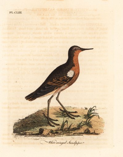 Correlimos de Tahití, Prosobonia leucoptera. Extinto. (Correlimos de alas blancas, Tringa leucoptera.) Grabado en cobre coloreado a mano dibujado y grabado por John Latham de su propia A General History of Birds, Winchester de John Latham