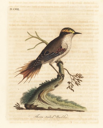 Rayadito de cola espinosa, Aphrastura spinicauda. Grabado a mano coloreado por John Latham de su propia Historia General de las Aves, Winchester de John Latham