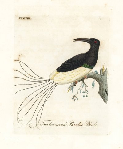 Ave del paraíso de doce hilos, Seleucidis melanoleucus (Paradisea nigricans). Grabado en cobre coloreado a mano dibujado y grabado por John Latham de su propia Historia General de las Aves, Winchester de John Latham