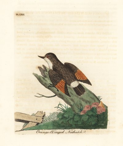 Sittella variada, Daphoenositta chrysoptera (Trepador de alas naranjas, Sitta chrysoptera). Grabado en cobre coloreado a mano dibujado y grabado por John Latham de su propia Historia General de las Aves, Winchester de John Latham
