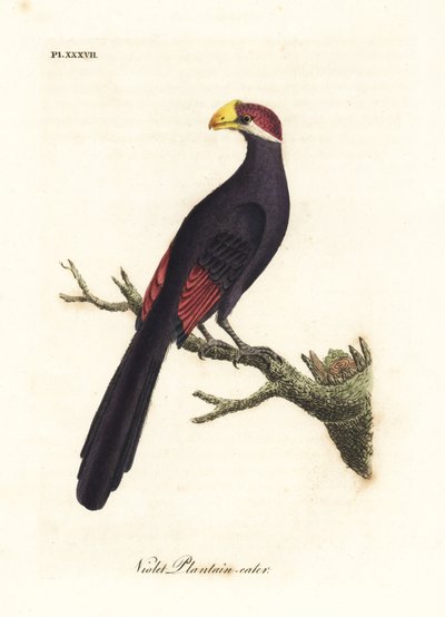 Turaco violeta o comedora de plátanos violácea, Musophaga violacea. Grabado en cobre coloreado a mano dibujado y grabado por John Latham de su propia Historia General de las Aves, Winchester de John Latham