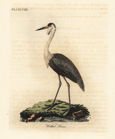 Grulla carunculada, Bugeranus carunculatus. Vulnerable. (Garza carunculada, Ardea carunculata.) Grabado en cobre coloreado a mano dibujado y grabado por John Latham de su propia A General History of Birds, Winchester de John Latham