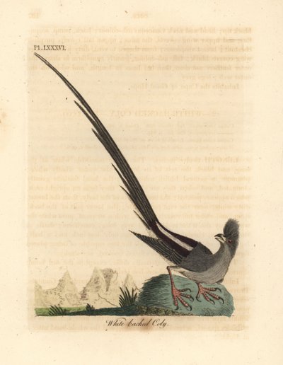 Pájaro ratón de espalda blanca, Colius colius (Coly de espalda blanca, Colius leuconotus). Grabado en cobre coloreado a mano dibujado y grabado por John Latham de su propia Historia General de las Aves, Winchester de John Latham