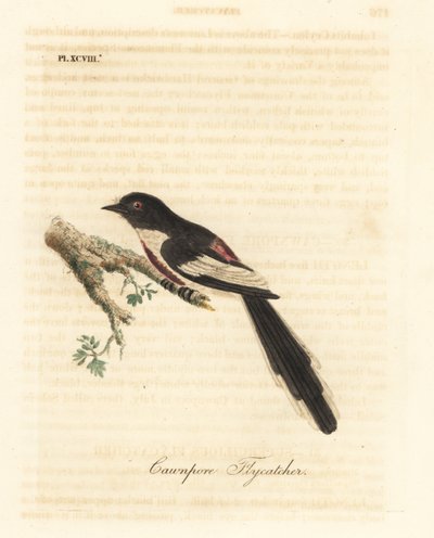 Minivet de vientre blanco, Pericrocotus erythropygius (Cazamoscas de Cawnpore). India. Grabado en cobre coloreado a mano dibujado y grabado por John Latham de su propia Historia General de las Aves, Winchester de John Latham