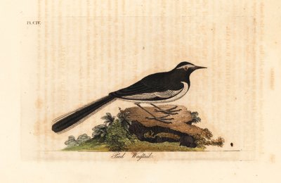 Lavandera de ceja blanca, Motacilla maderaspatensis. (Lavandera de pie de oro de la India). De A General History of Birds, Winchester de John Latham