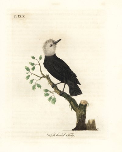 Tirano de pantano de cabeza blanca, Arundinicola leucocephala (Tody de cabeza blanca, Todus leucocephalus). Grabado en cobre coloreado a mano dibujado y grabado por John Latham de su propia Historia General de las Aves, Winchester de John Latham