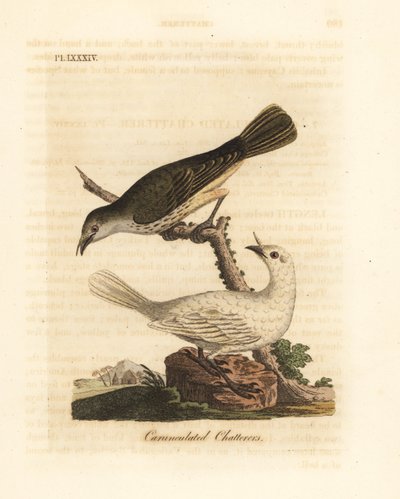 Campanero blanco, Procnias albus, macho y hembra (Charlatán carunculado, Ampelis carunculata). De A General History of Birds, Winchester de John Latham