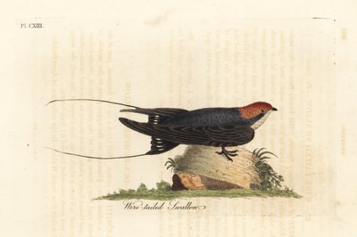 Golondrina de cola de alambre, Hirundo smithii. Grabado a mano en cobre por John Latham de su propia A General History of Birds, Winchester de John Latham