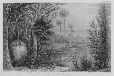 Árboles y arbustos australianos de John Le Keux