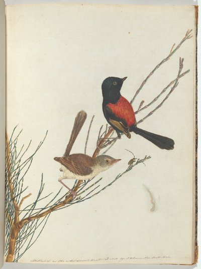 Reinita Escarlata y Negra de John William Lewin