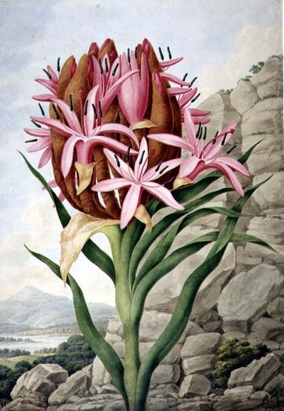 Lirio de lanza (Doryanthes excelsa) de John Lindley