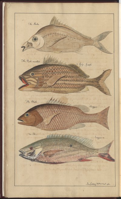 Dibujos de Lindsay Vol. VII de John Lindsay