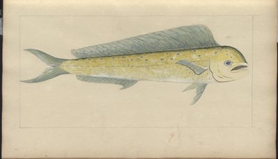 Dibujos de Lindsay Vol. VII de John Lindsay