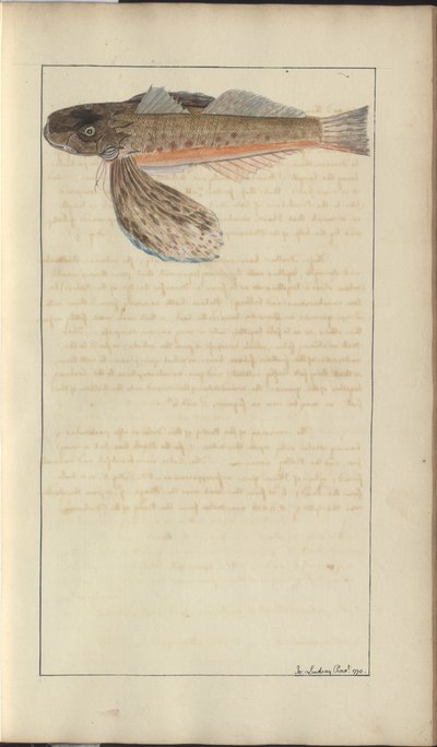 Dibujos de Lindsay Vol. VII de John Lindsay