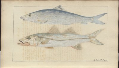 Dibujos de Lindsay Vol. VII de John Lindsay