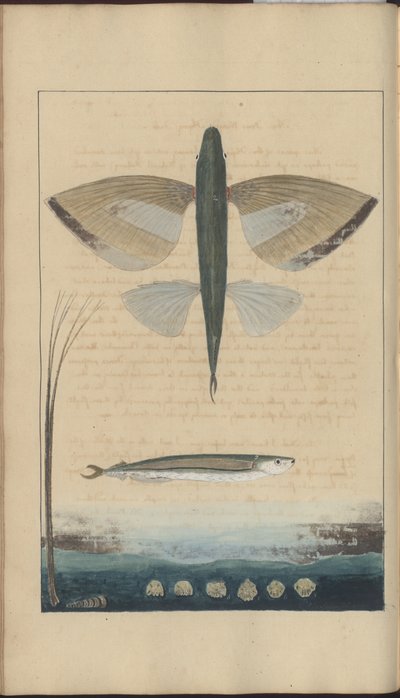 Dibujos de Lindsay Vol. VII de John Lindsay