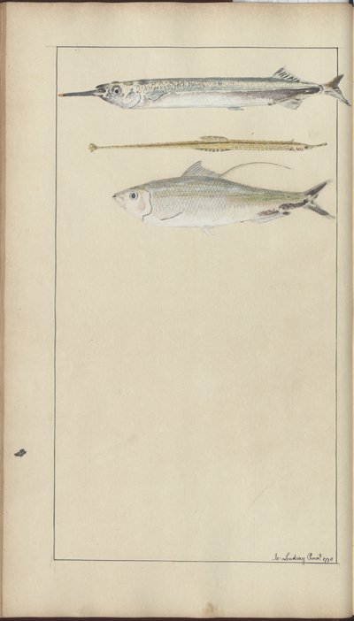Dibujos de Lindsay Vol. VII de John Lindsay