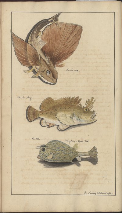 Dibujos de Lindsay Vol. VII de John Lindsay