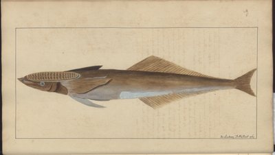 Dibujos de Lindsay Vol. VII de John Lindsay