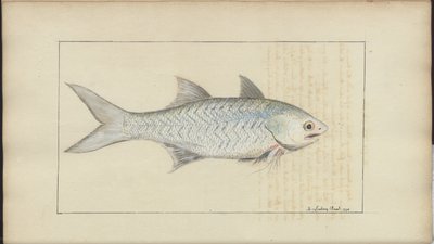 Dibujos de Lindsay Vol. VII de John Lindsay