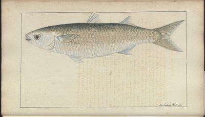 Dibujos de Lindsay Vol. VII, 20 de John Lindsay