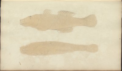 Dibujos de Lindsay Vol. VII, 21 de John Lindsay