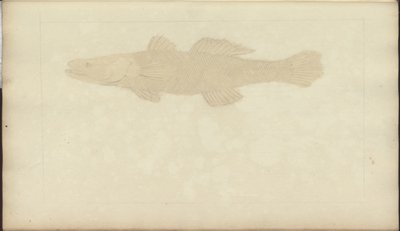 Dibujos de Lindsay Vol. VII, 22 de John Lindsay