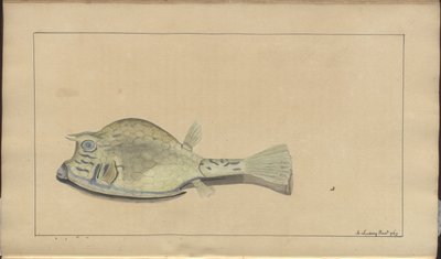 Dibujos de Lindsay Vol. VII, 25 de John Lindsay