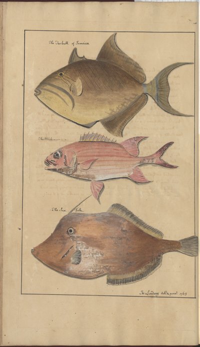 Dibujos de Lindsay Vol. VII, 6 de John Lindsay
