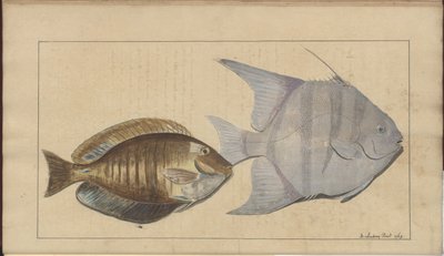 Dibujos de Lindsay Vol. VII, 8 de John Lindsay
