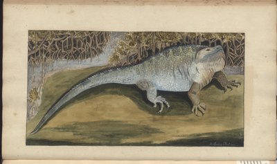 Dibujos de Lindsay Vol. VI de John Lindsay