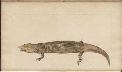 Dibujos de Lindsay Vol. VI de John Lindsay
