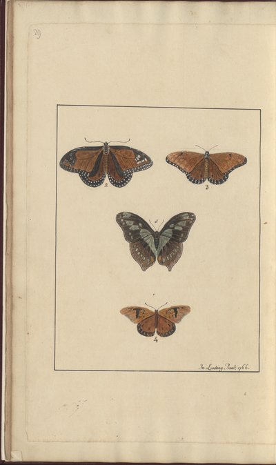 Dibujos de Lindsay Vol. VI, 29 de John Lindsay