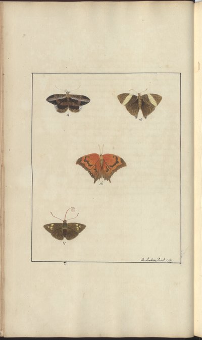 Dibujos de Lindsay Vol. VI, 41 de John Lindsay