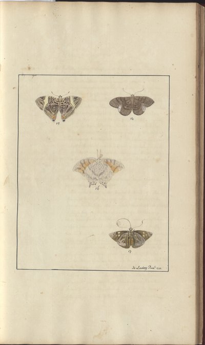 Dibujos de Lindsay Vol. VI, 42 de John Lindsay