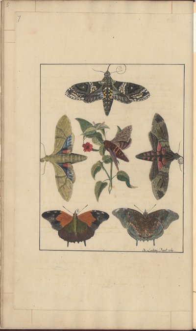 Dibujos de Lindsay Vol. VI, 7 de John Lindsay