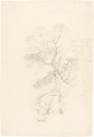 Un bosque de hayas de John Linnell