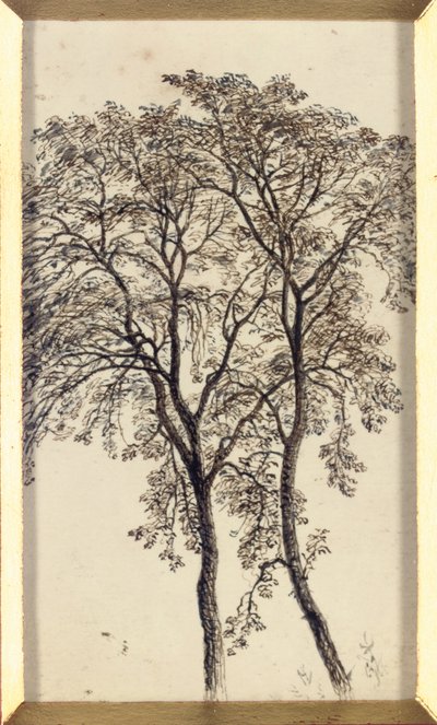 Estudio de árboles de John MacWhirter