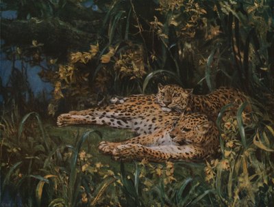 Leopardos indios, finales del siglo XIX-principios del siglo XX, c. 1930 de John Macallan Swan