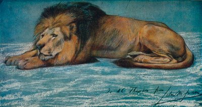Estudio al pastel de un león de John Macallan Swan
